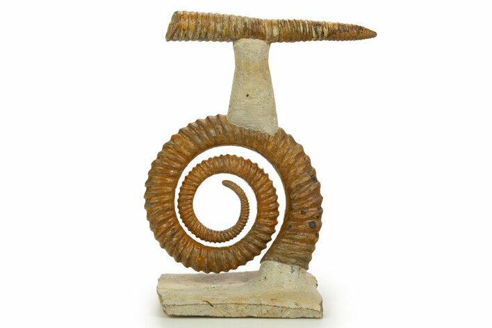 Early Devonian Ammonoid (Anetoceras) With Cephalopod #322507